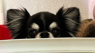 ピティナピアノステップの活用